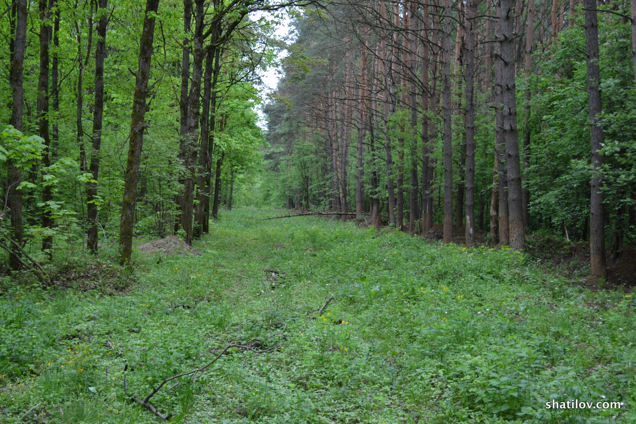 Рассказ про Шатилов лес фото